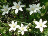 /album/ilcerchiodeifioridibach/star-of-jpg/